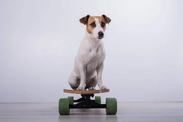 Dog Jack Russell Terrier Longboardzie Studio Białym Tle — Zdjęcie stockowe