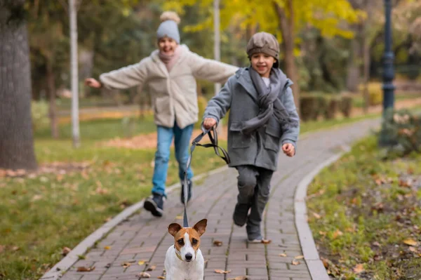 Брат Сестра Выгуливают Собаку Парке Осенью Мальчик Девочка Бегают Джеком — стоковое фото