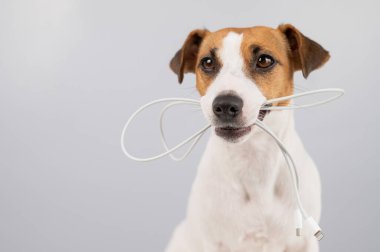 Jack Russell Terrier köpeği beyaz bir arka planda dişinde C tipi bir kablo tutuyor.