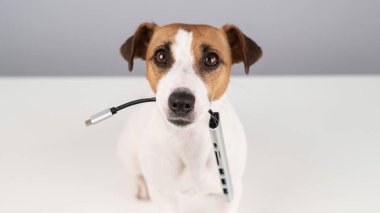 Jack Russell Terrier köpeği bizi ağzında tutuyor.