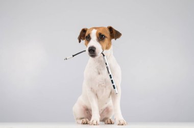 Jack Russell Terrier köpeği bizi ağzında tutuyor.