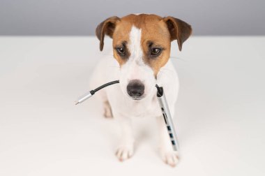 Jack Russell Terrier köpeği bizi ağzında tutuyor.