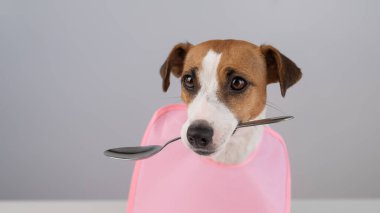 Jack Russell Terrier köpeği pembe önlüklü ağzında kaşık tutuyor.