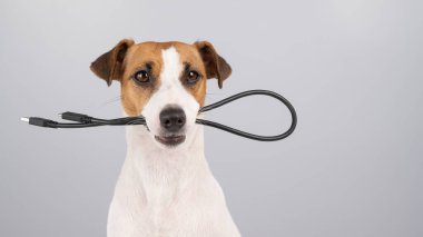 Köpek Jack Russell Terrier beyaz arka planda siyah bir USB kablosunu kemiriyor.