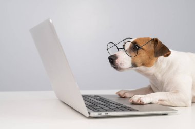 Gözlüklü köpek Jack Russell Terrier 'ın portresi.
