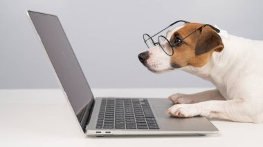 Gözlüklü köpek Jack Russell Terrier 'ın portresi.