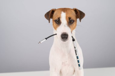 Jack Russell Terrier köpeği bizi ağzında tutuyor.