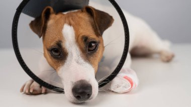 Jack Russell Terrier köpeği, sargılı pençeli, yakalı.