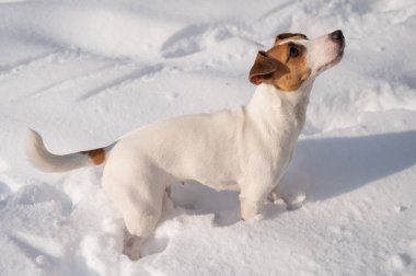 Kışın karda Jack Russell Terrier köpeği