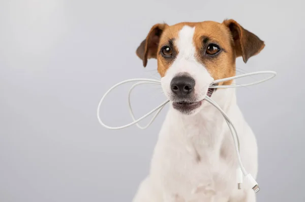 Jack Russell Terrier Köpeği Beyaz Bir Arka Planda Dişinde Tipi — Stok fotoğraf
