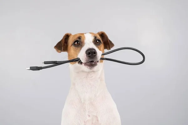 Dog Jack Russell Terrier Rói Fio Preto Usb Fundo Branco — Fotografia de Stock