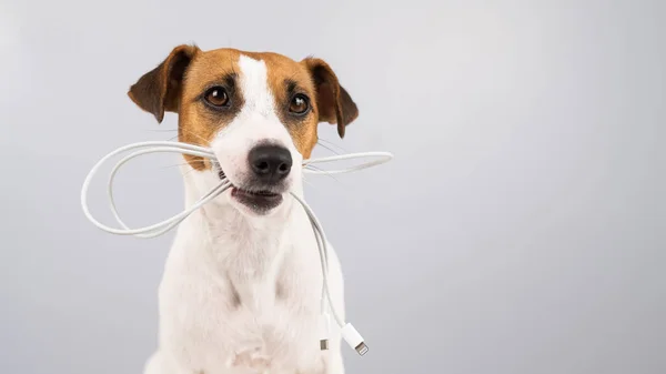 Jack Russell Terrier Köpeği Beyaz Arka Planda Dişinde Tipi Bir — Stok fotoğraf