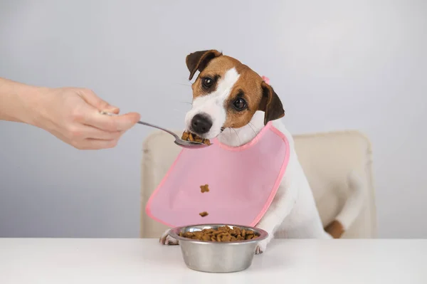 stock image A woman feeds her pet dry food from a spoon. Dog jack russell terrier at the dining table in a bib