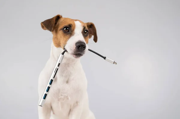 Jack Russell Terrier Hund Hält Usb Mund — Stockfoto