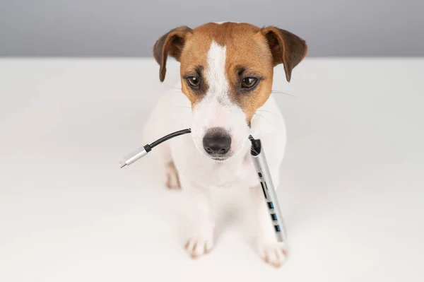 Jack Russell Terrier Cão Segurar Usb Sua Boca — Fotografia de Stock