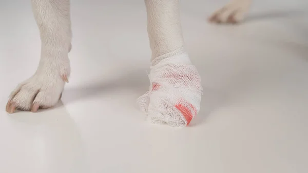 Close-up of a bandaged dogs paw on a white background