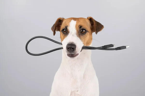 Cane Jack Russell Terrier Rode Filo Usb Nero Uno Sfondo — Foto Stock