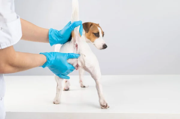 Veterinario Haciendo Examen Rectal Perro Jack Russell Terrier — Foto de Stock