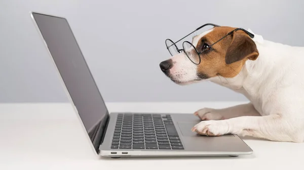 Portrait Chien Jack Russell Terrier Dans Des Lunettes Travail Sur — Photo