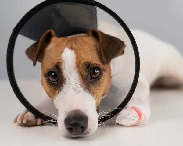 Jack Russell Terrier Hund Med Bandage Tass Kon Krage — Stockfoto