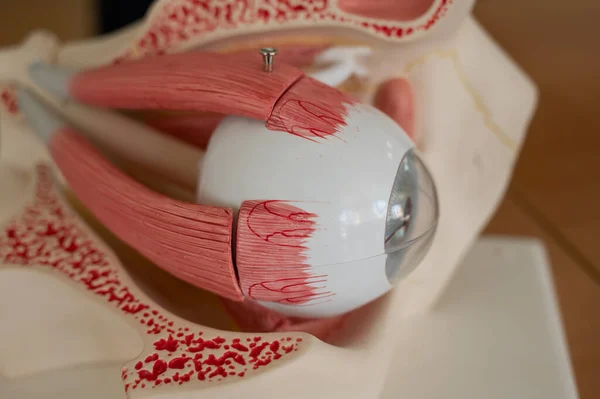 人間の目の解剖学的プラスチックモデルのクローズアップ — ストック写真