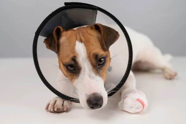 Jack Russell Terrier Hond Met Een Verbandpootje Een Kegelkraag Rechtenvrije Stockafbeeldingen