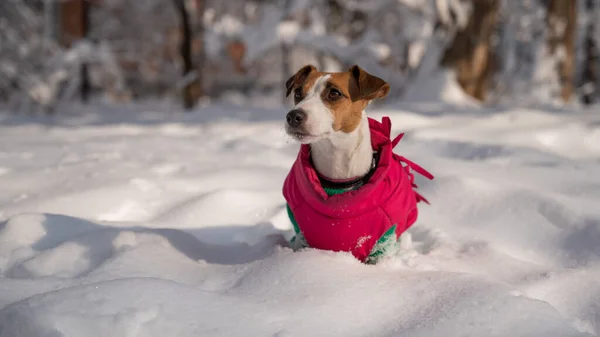 Σκύλος Jack Russell Τεριέ Ένα Ζεστό Σακάκι Στο Χιόνι Χειμώνα — Φωτογραφία Αρχείου