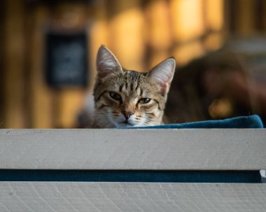 Kırmızı kedi pencerede bir kanepede yatıyor.