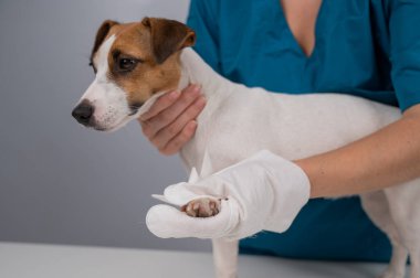 Veteriner Jack Russell Terrier köpeğini tek kullanımlık ıslak eldivenle yıkıyor. Evcil hayvan hidrosol temizlik eldivenleri