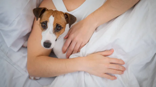 Pies Jack Russell Terrier Śpi Uścisku Właścicielem — Zdjęcie stockowe