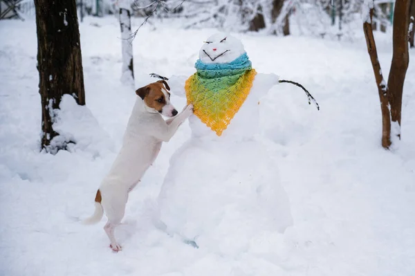 Cane Jack Russell Terrier Passeggiate Strada Inverno Pupazzo Neve Sciarpa — Foto Stock
