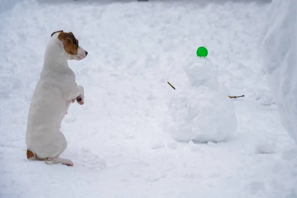 Jack Russell Terrier Cane Fare Pupazzo Neve All Aperto Inverno — Foto Stock