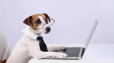 Gözlüklü ve kravatlı teriyer köpeği Jack Russell laptopta beyaz arka planda çalışır.
