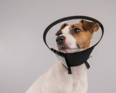 Jack Russell Terrier dog in plastic cone after surgery