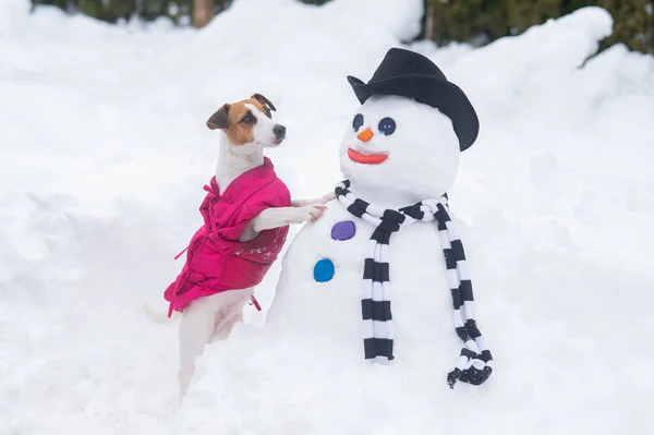 Jack Russell Teriér Pes Dělat Sněhuláka Zimní Zábava — Stock fotografie