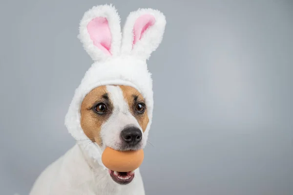 Jack Russell Terrier dog in bunny ears holds an egg. Copy space