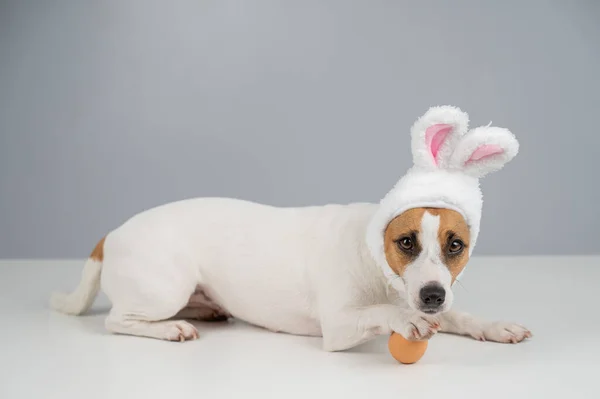 Jack Russell Terrier Dog Bunny Ears Lies Egg Copy Space — Stock Photo, Image