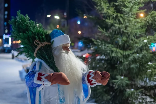 Rus Noel Baba 'sı dışarıda bir Noel ağacı taşıyor.