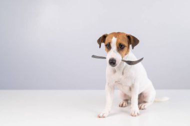 Beyaz arka planda ağzında çatal tutan köpek Jack Russell Terrier 'ın portresi. Boşluğu kopyala