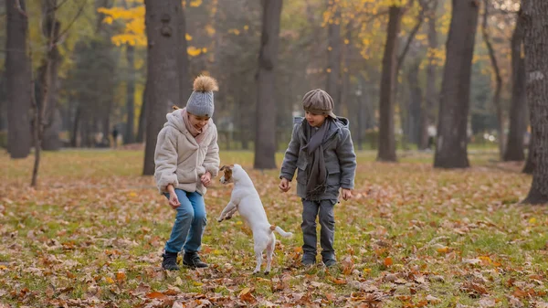 秋の公園では 白人の子供たちがジャック ラッセル テリアと一緒に歩いています 男の子と女の子と犬が屋外にジャンプしています — ストック写真