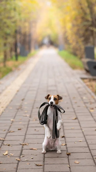 ジャック ラッセル テリア犬が秋の公園を散歩 — ストック写真