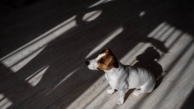 Jack Russell teriyer köpeği ahşap zeminde. Perdelerin ve vantilatörün gölgesi.