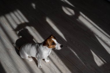 Jack Russell teriyer köpeği ahşap zeminde. Perdelerin ve vantilatörün gölgesi.