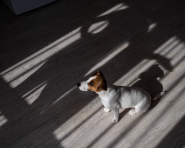 Jack Russell teriyer köpeği ahşap zeminde. Perdelerin ve vantilatörün gölgesi.