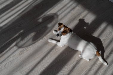 Jack Russell teriyer köpeği ahşap zeminde. Perdelerin ve vantilatörün gölgesi.