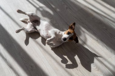 Jack Russell teriyer köpeği ahşap zeminde. Perdelerin ve vantilatörün gölgesi.
