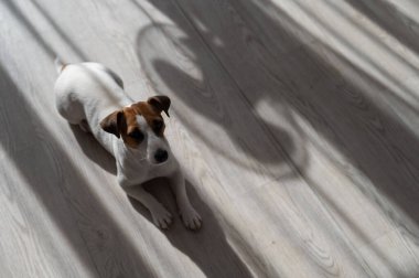Jack Russell teriyer köpeği ahşap zeminde. Perdelerin ve vantilatörün gölgesi.