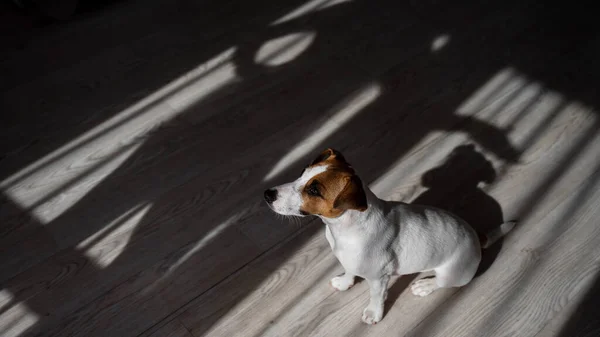 Τζακ Ράσελ Τεριέ Σκύλος Στο Ξύλινο Πάτωμα Καπέλο Από Περσίδες — Φωτογραφία Αρχείου