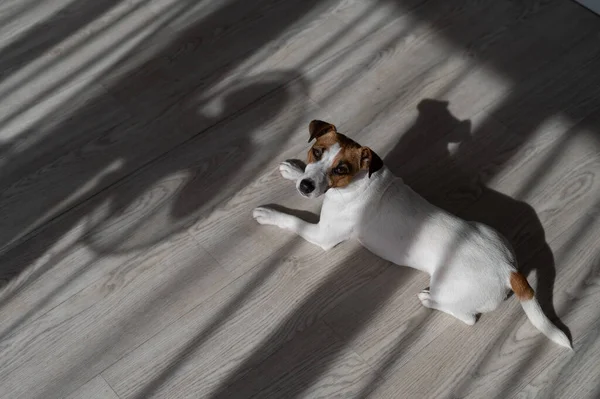 Τζακ Ράσελ Τεριέ Σκύλος Στο Ξύλινο Πάτωμα Καπέλο Από Περσίδες — Φωτογραφία Αρχείου