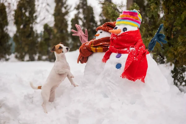 Pes Procházce Zimě Vedle Dvou Sněhuláků Jack Russell Terrier Pletenou — Stock fotografie
